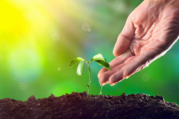 Hand watering a seedling