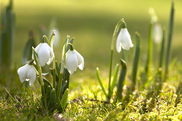 Snowdrops