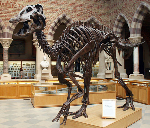 Mounted cast of a fossil E. annectens skeleton, Oxford University Museum of Natural History