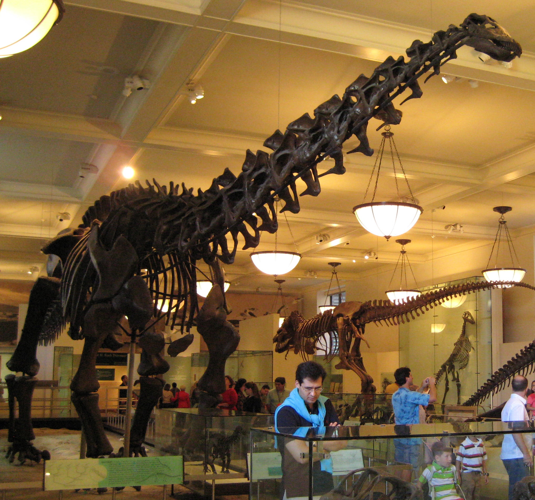 Apatosaurus, American Museum of Natural History