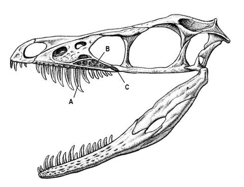 Sinornithosaurus cranium