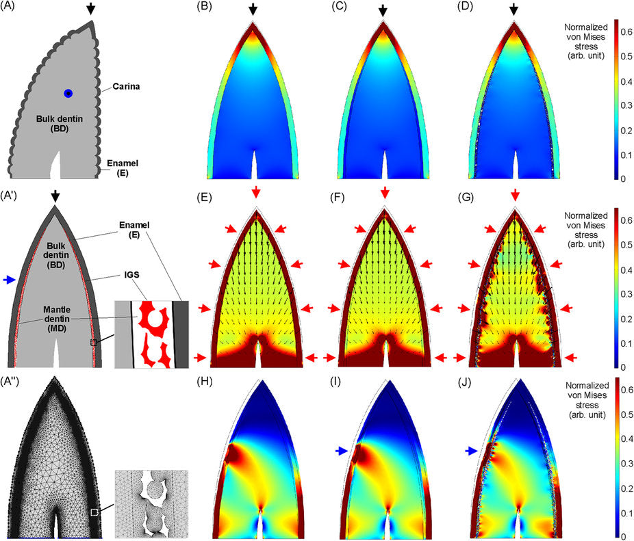 Tooth Structure