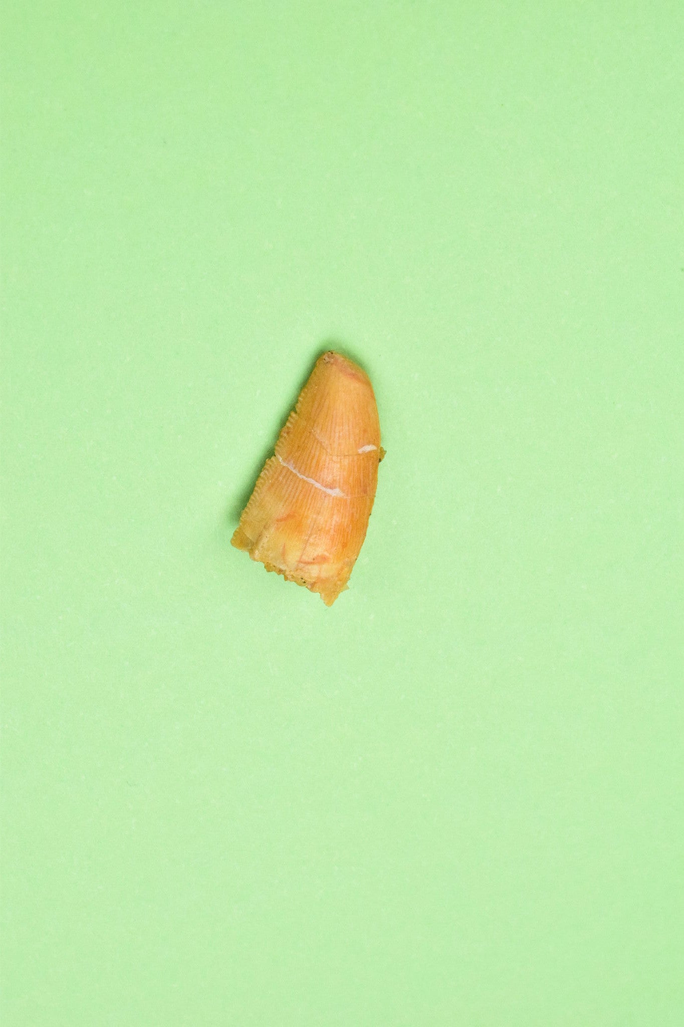 Dromaeosaur tooth for sale