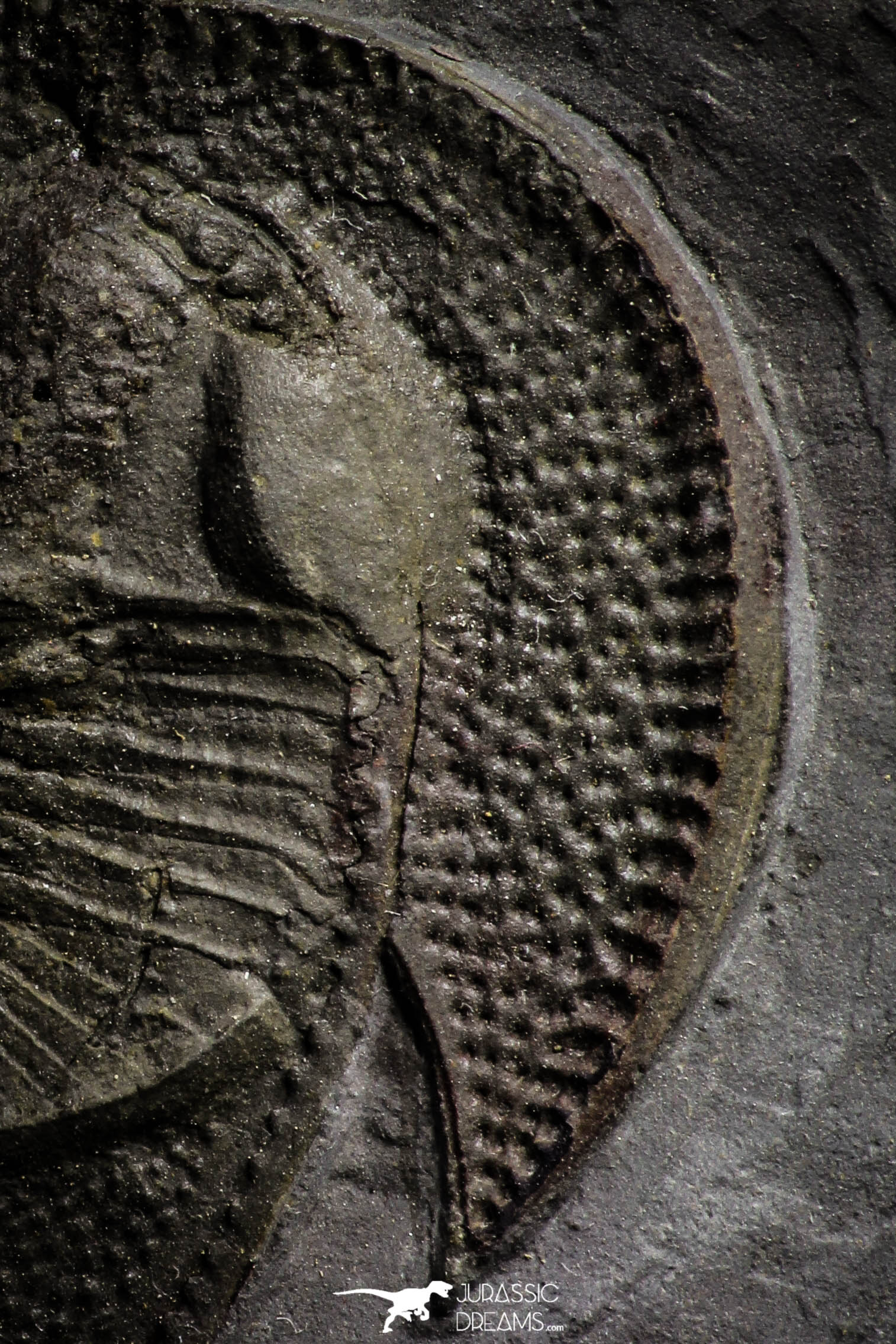 Beautiful 125 Inch Nankinolithus Sp Lower Ordovician Trilobite Jurassic 