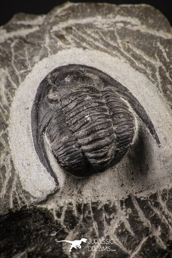 88135 - Superb 0.85 Inch Diademaproetus praecursor Devonian Trilobite