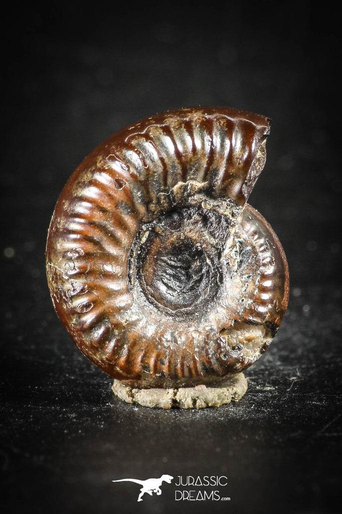 88426 - Superb Pyritized 0.55 Inch Unidentified Ammonite Lower Cretaceous