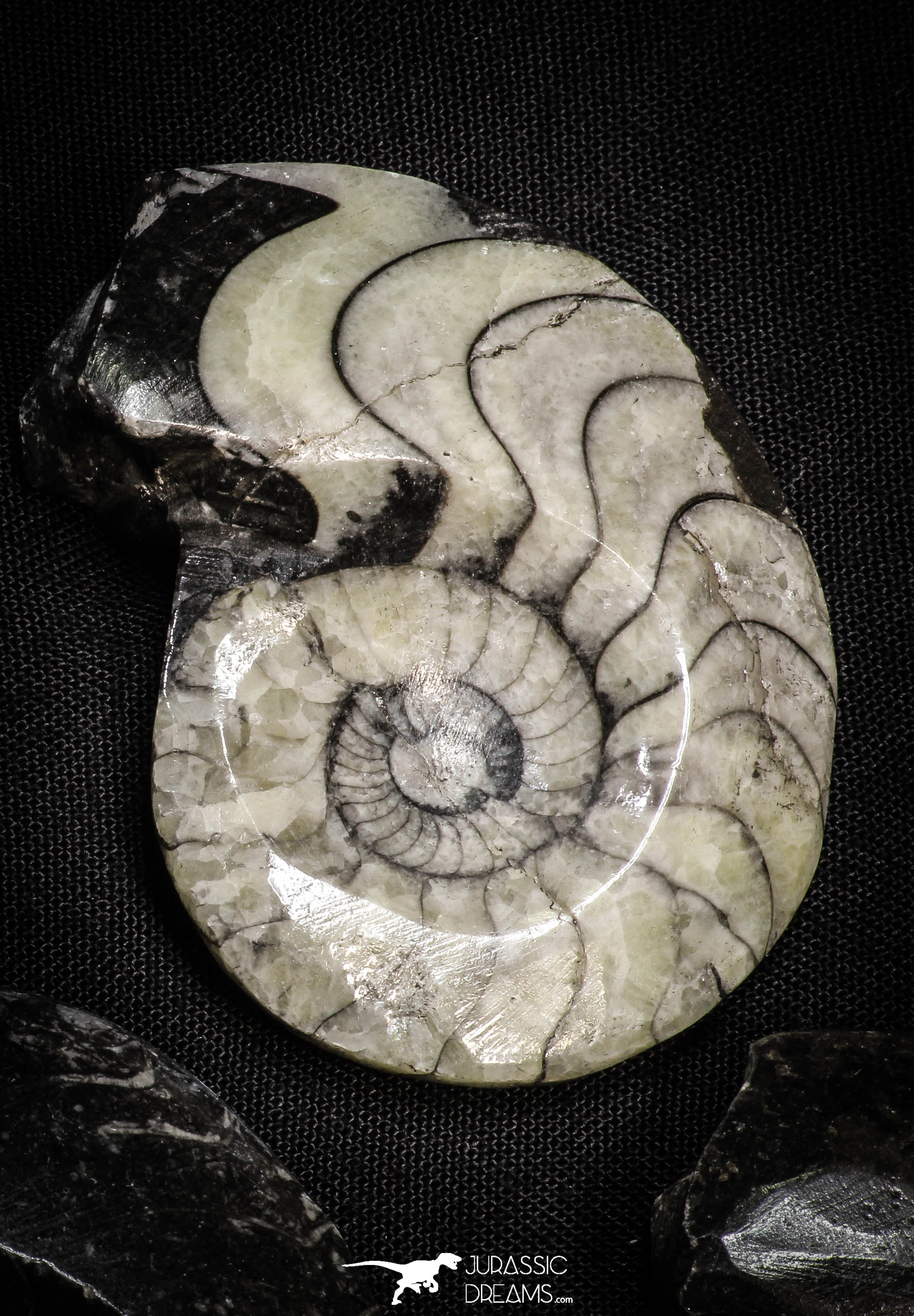 Great Collection of 8 Polished Goniatites Devonian Cephalopod ...