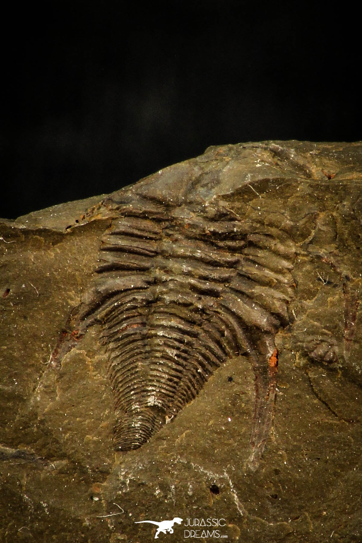 Rare 0.42 Inch Pos/Neg Balcoracania dailyi Lower Cambrian Trilobite ...