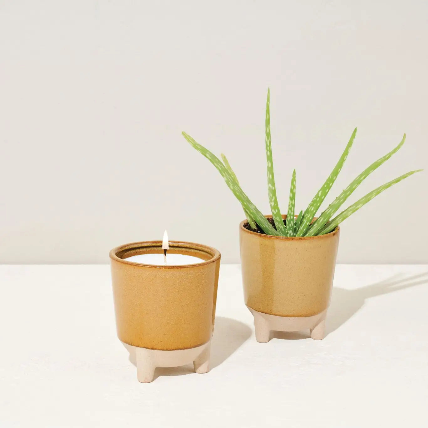 Glow & Grow Candle Desert Oasis