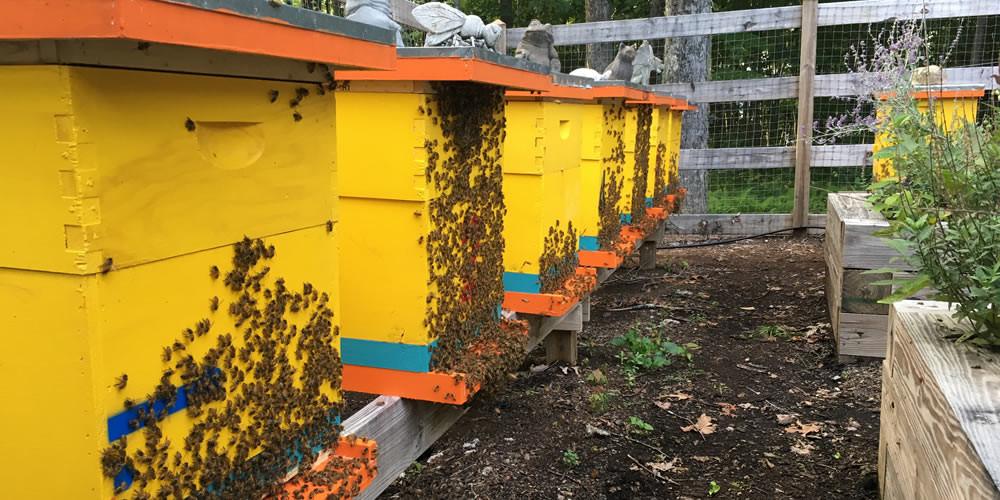 Our Appalachian hives humming with the activity of hard-working honey bees
