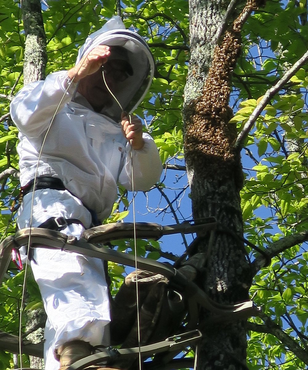 Investigating a honey bee swarm among the trees