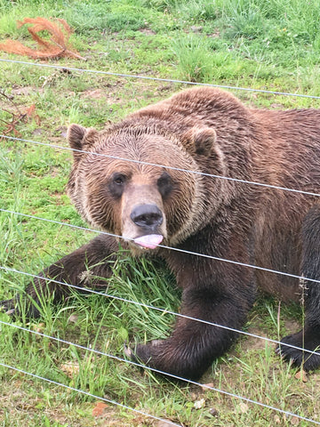 Boo the grizzly bear on Kicking Horse Mountain in Golden BC