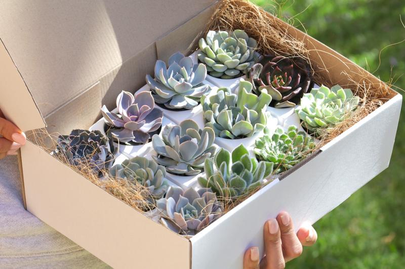 Succulent Gift Box Australia As Seen In The Knot Cocoa