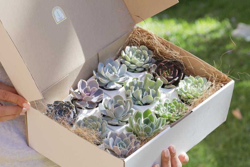 Sara's Garden Gift Box Organic gardening gift box