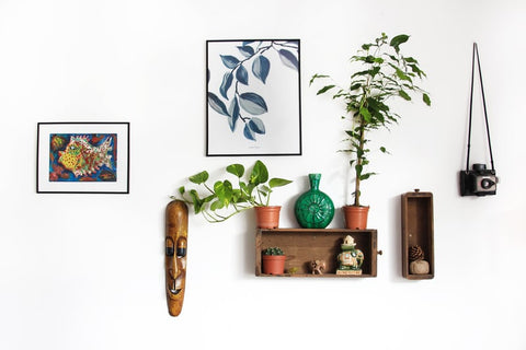 Paintings on wall with shelf and plants