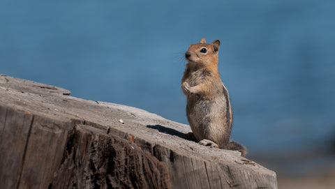 Lake Tahoe - In The Lens Photography