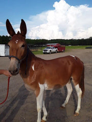 Reese Bros. Mule Sale