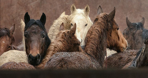 Mustang Heritage Foundation