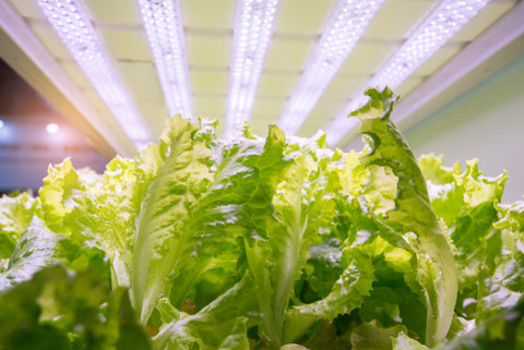 The Indoor Sun: How To Use Sunlamps For Hydroponic Gardening hydroponic garden under lights