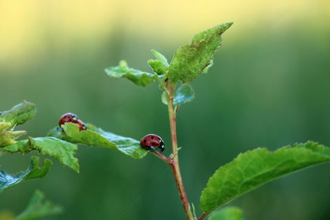 How To Get Rid Of Garden Pests lady bug on leaf in garden