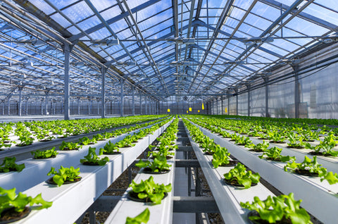 What Is Hydroponic Gardening? Hydroponic garden cultivation farm