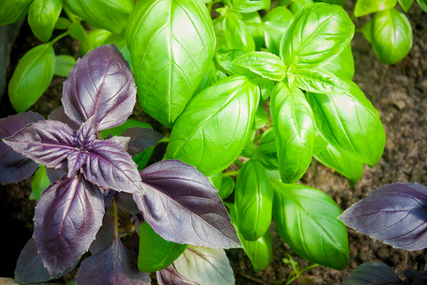 How To Get Rid Of Garden Pests basil in garden