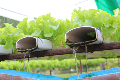 Everything You Need To Know About Water Testing hydroponic garden system with water dripping