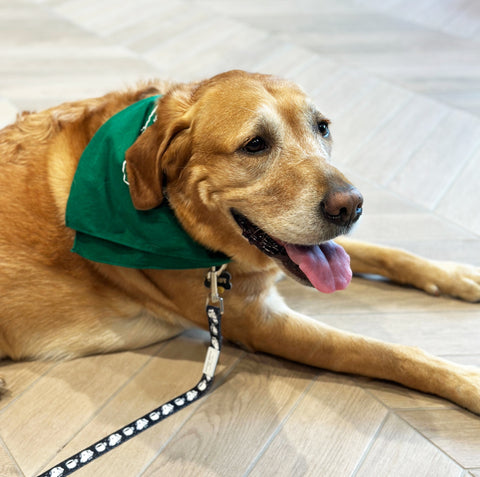 Buddy the Dog at USF - golden lab in green bandana