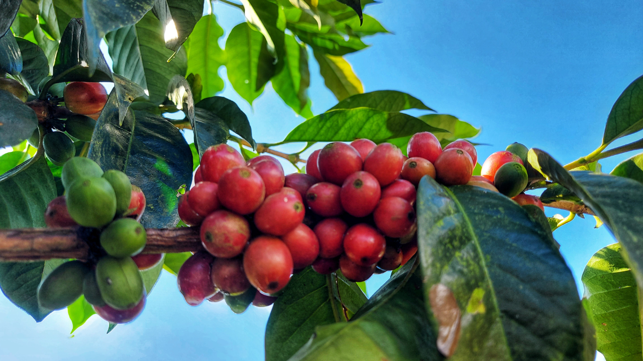 image of a coffee plant 