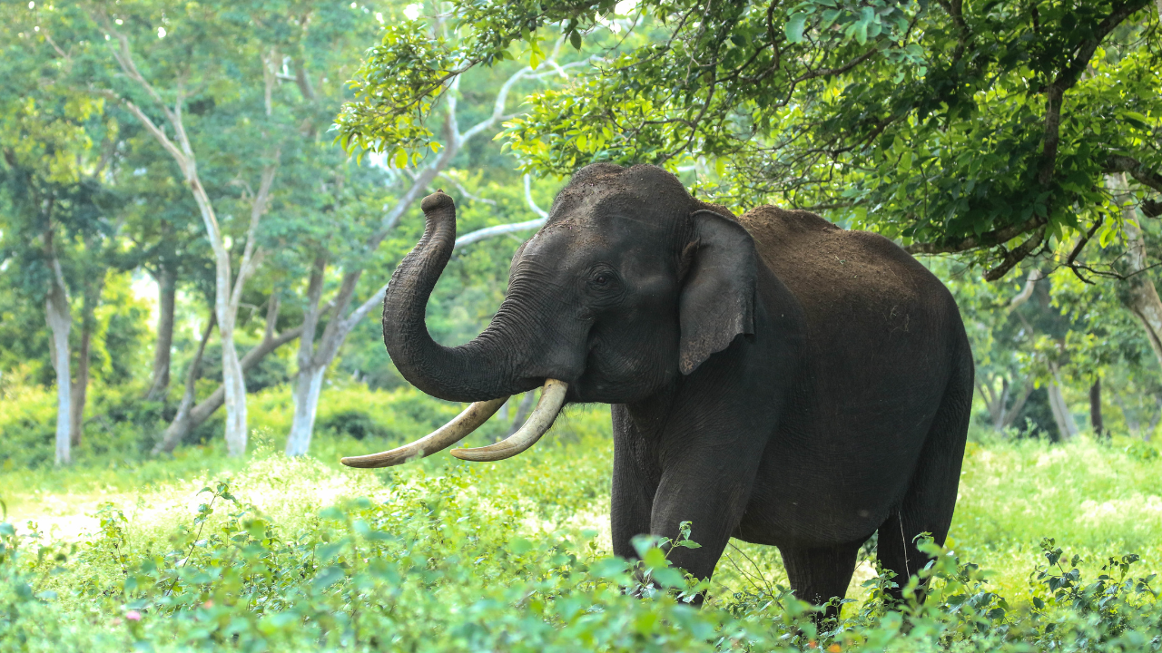 thai coffee elephant