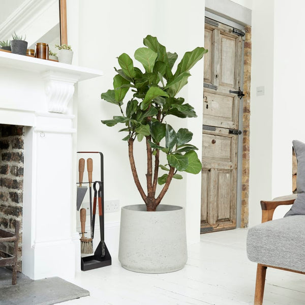 Patch plants fiddle leaf fig tree in large pot