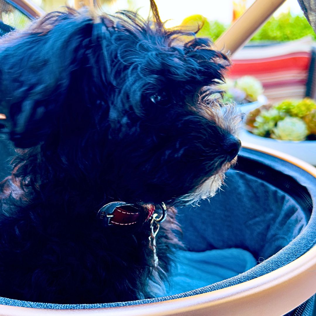 Doodle Puppy in pet stroller