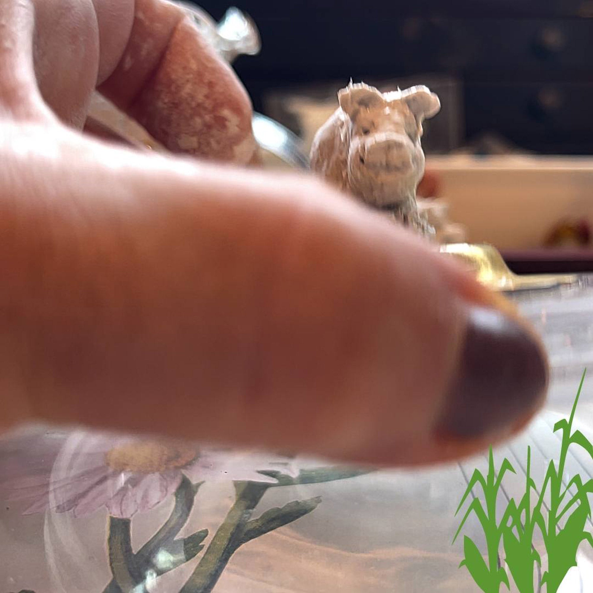 cochon miniature