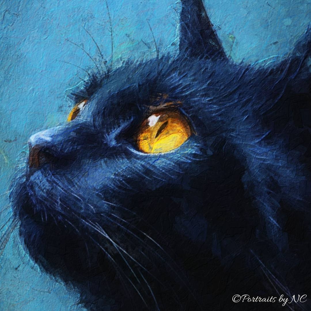 Black Cat portrait face detail