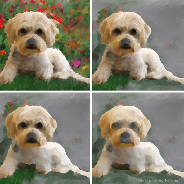 Pet portrait Lhasa Apso in progress