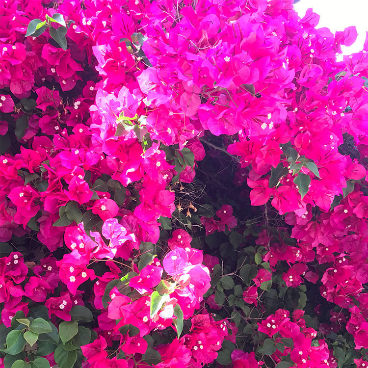 Bougainvillea