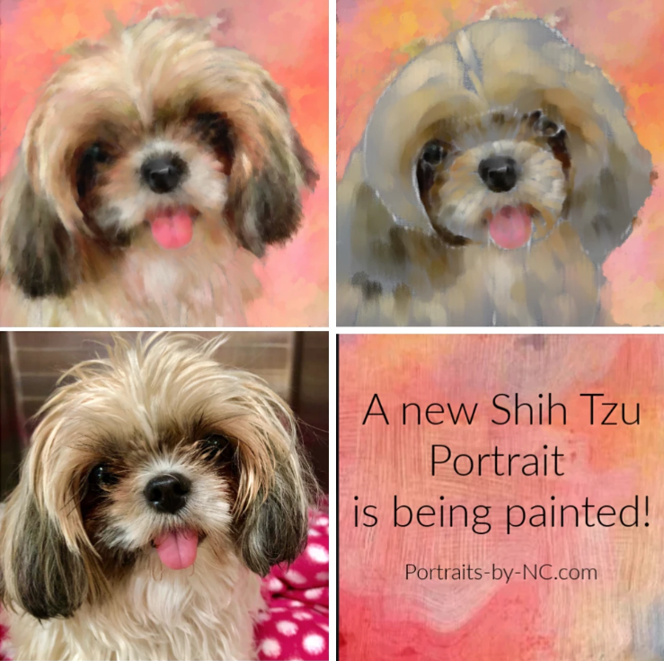 shih tzu portrait début étapes