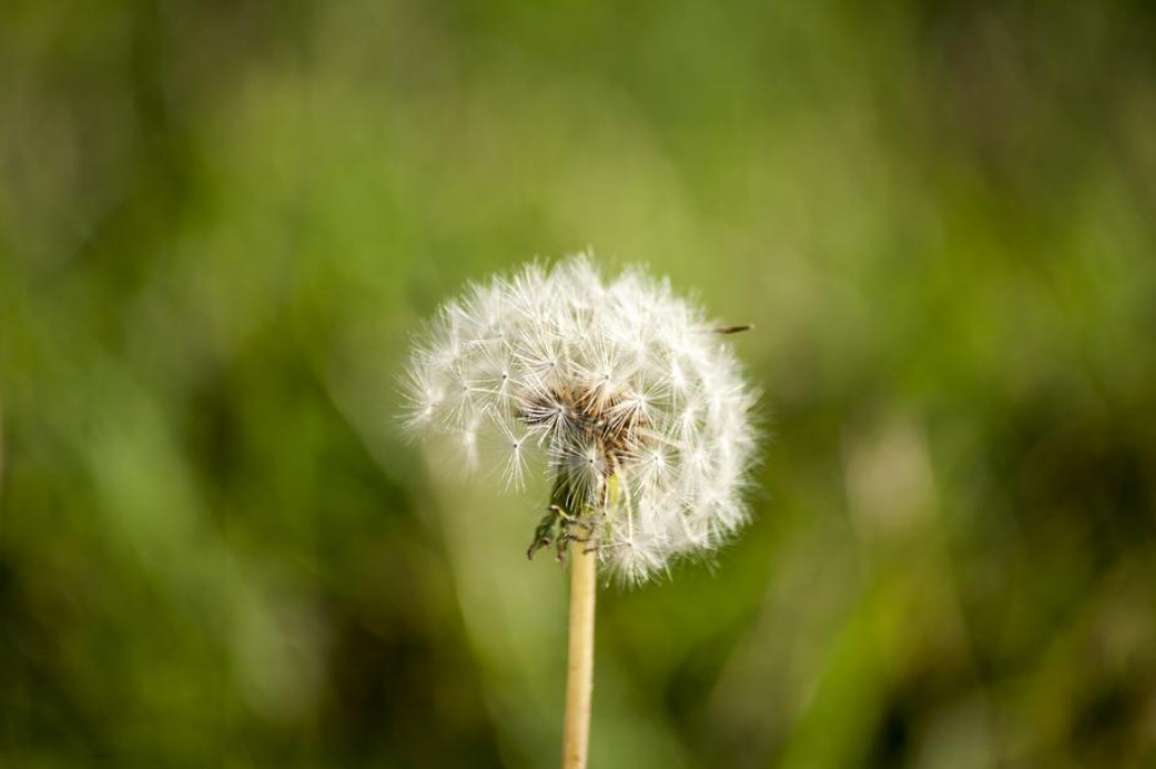 dandelion