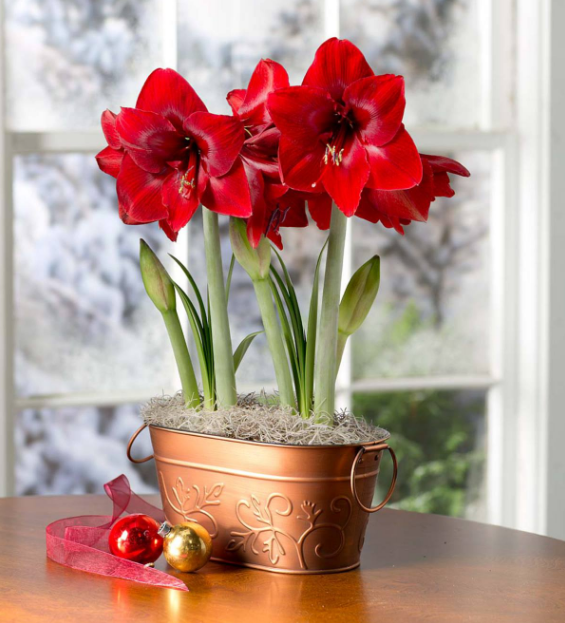 Amaryllis dans un récipient en cuivre