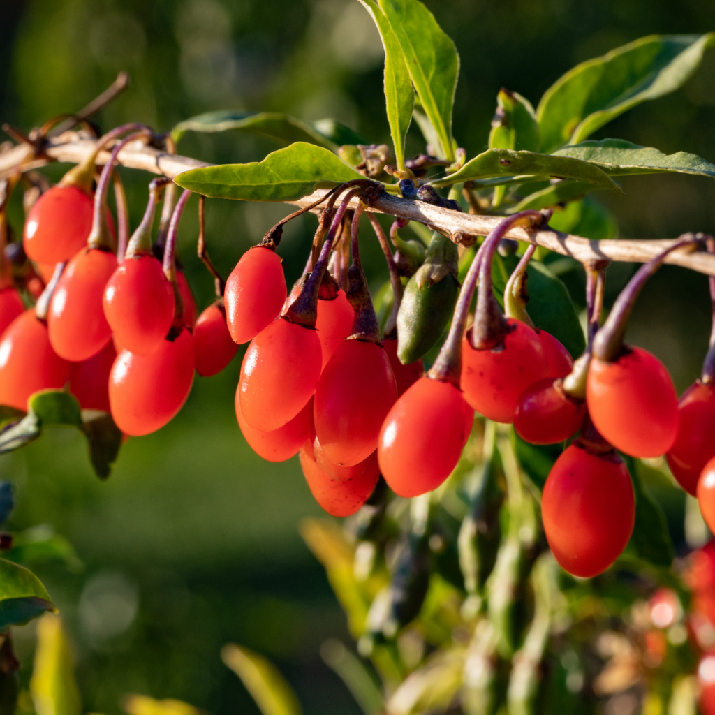 Goji-Beere-Pflanze