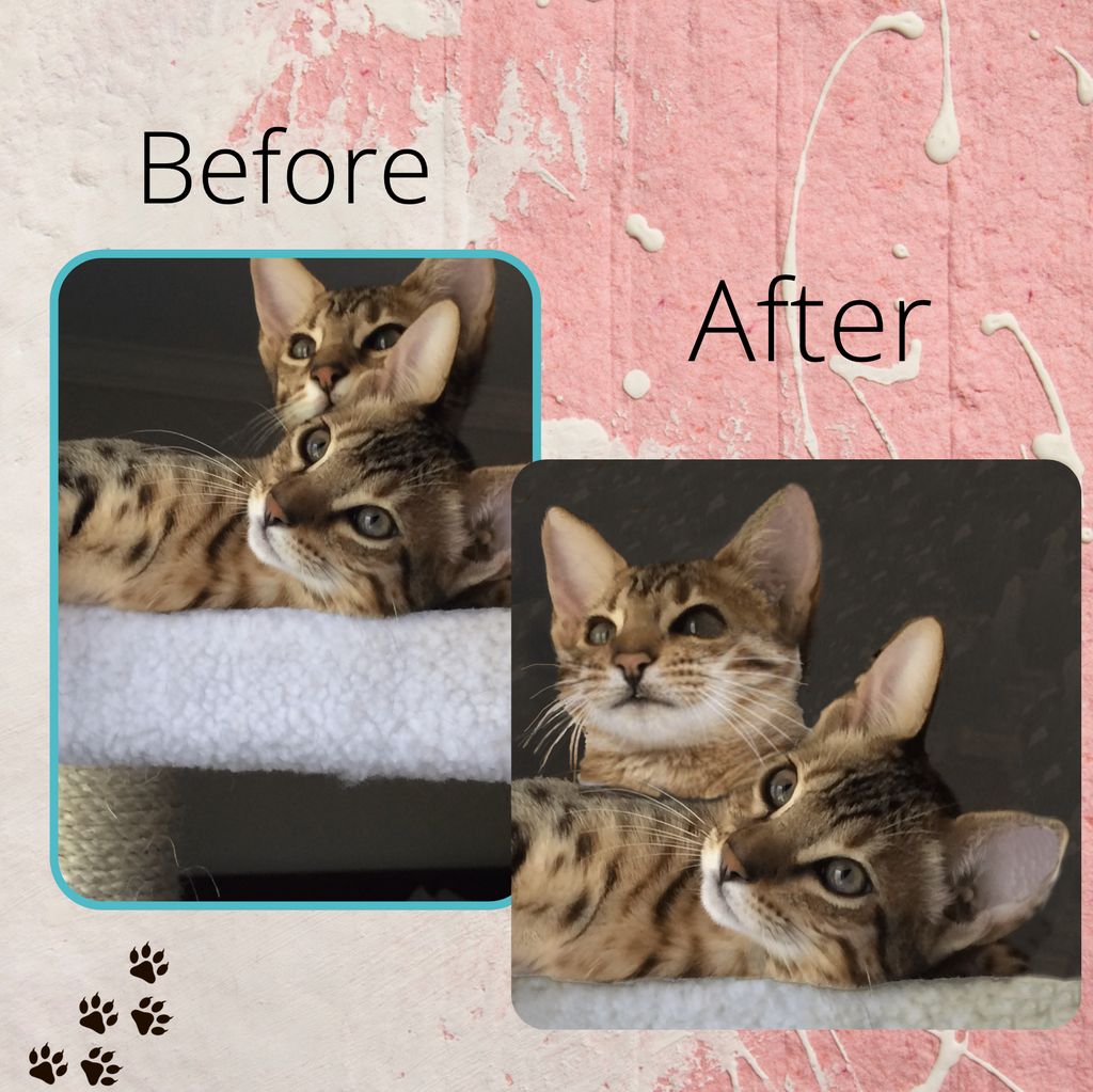 before and after photo of cats