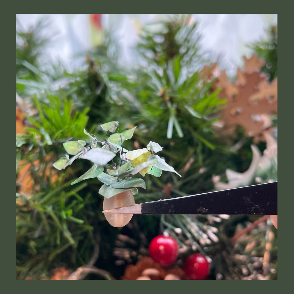miniature monstera plant