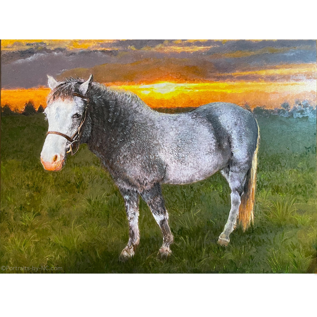 Welch Cross Pony Portrait