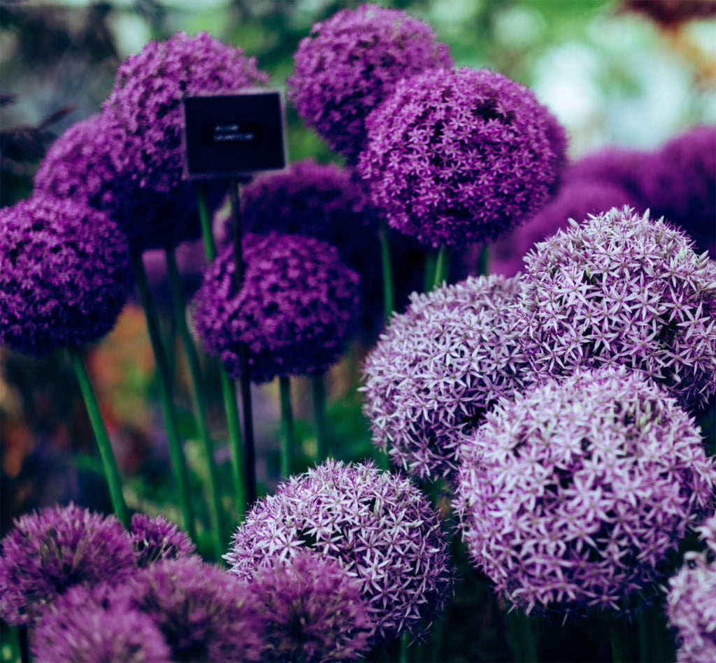 allium