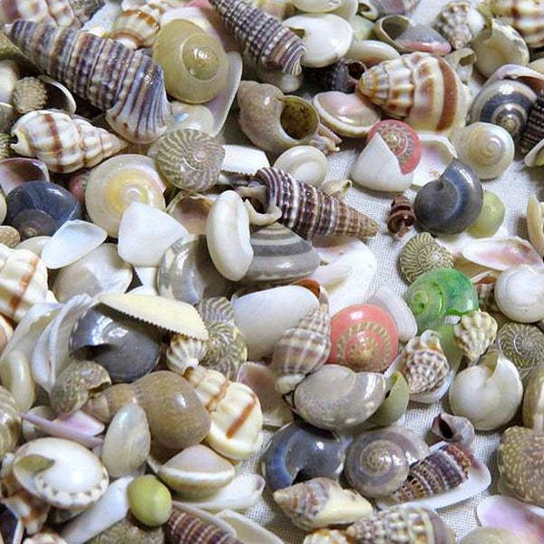 assorted seashells