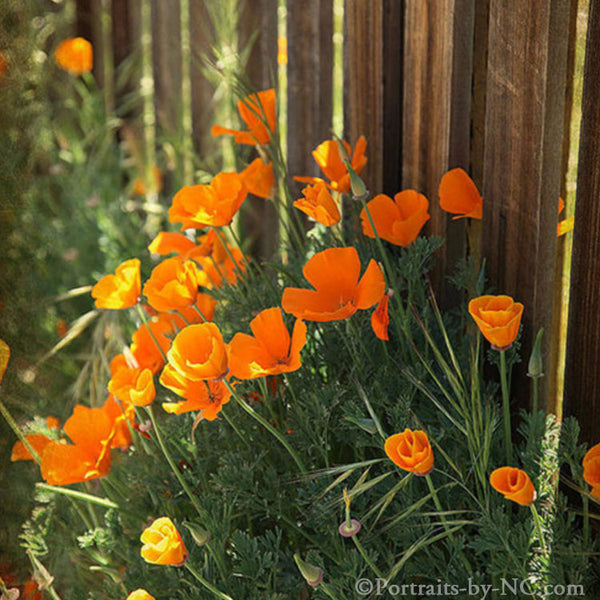 Coquelicots de Californie par une clôture