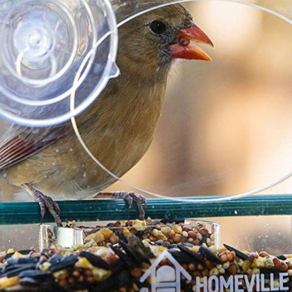 finch at bird feeder