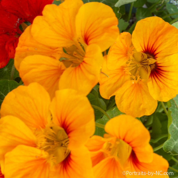 Nasturtium Flowers