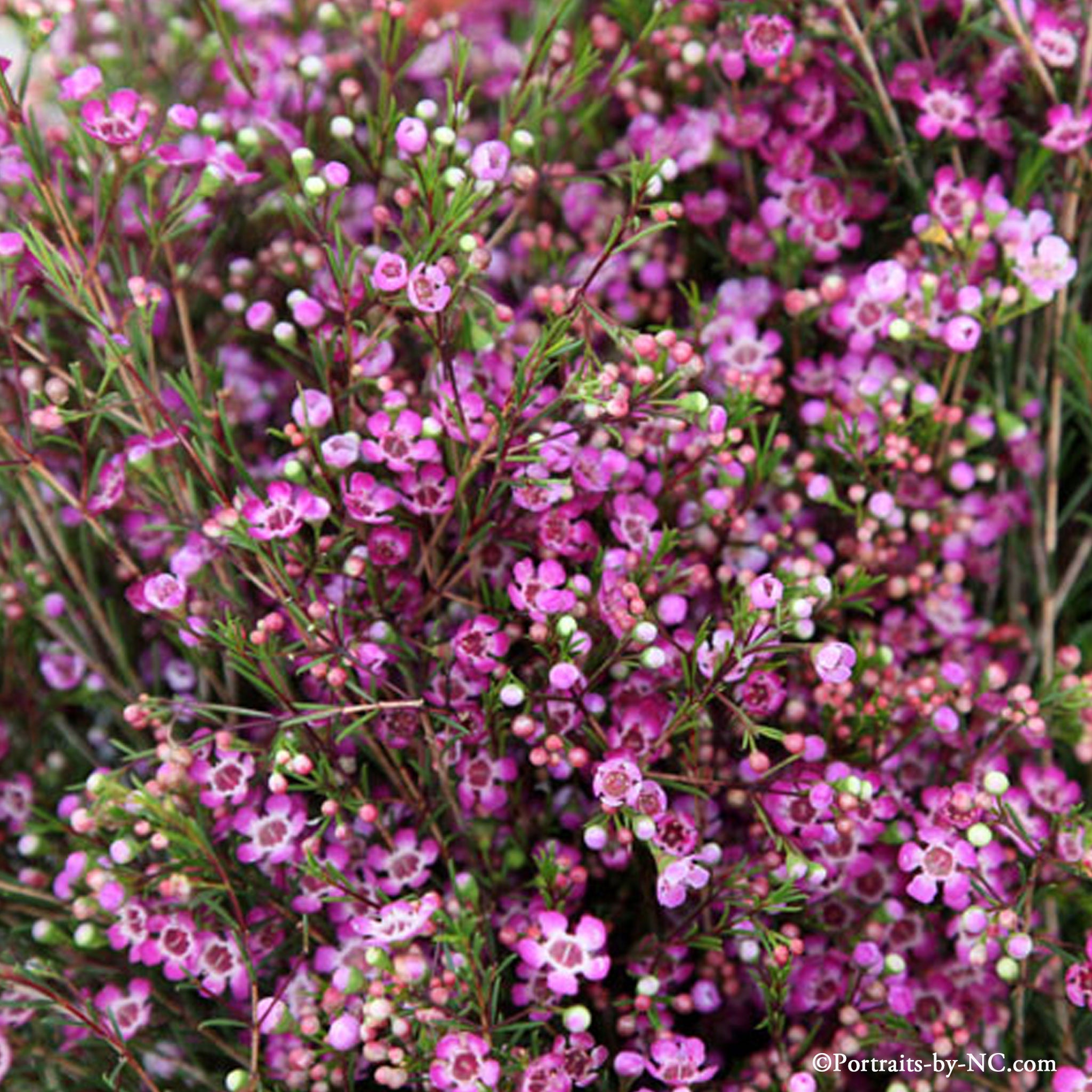 Pink flowers