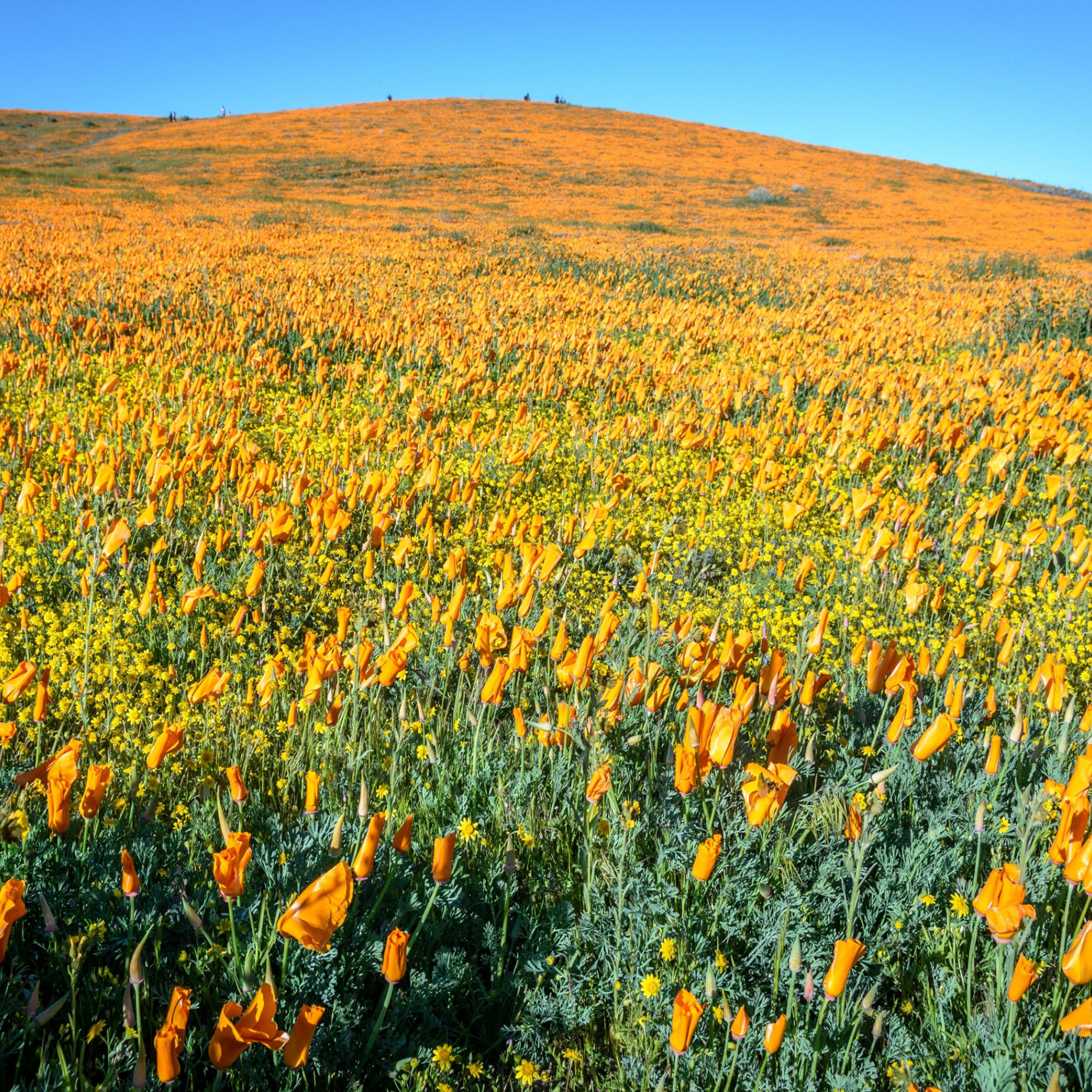 poppy field by steve Harvey